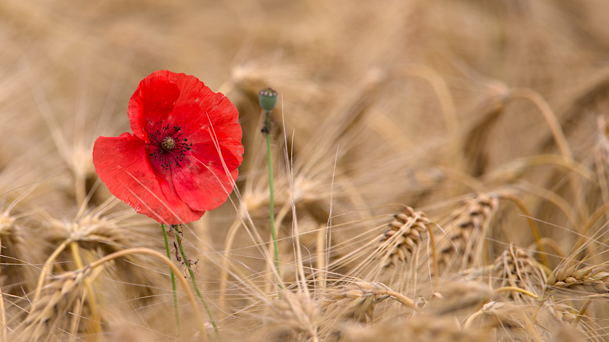 Noch ein Mal Mohn und dann ist aber auch gut